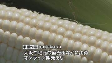 フルーツのような甘さ「シルクコーン」の収穫作業　兵庫県豊岡市のブランドトウモロコシ