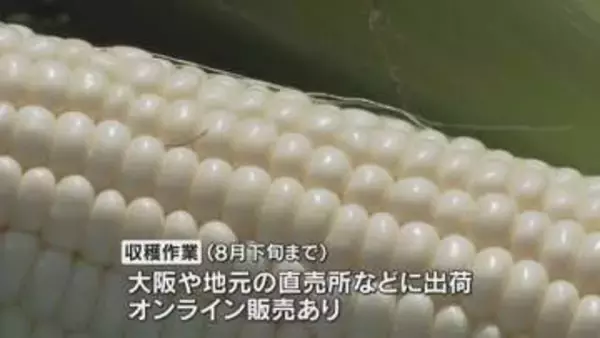 フルーツのような甘さ「シルクコーン」の収穫作業　兵庫県豊岡市のブランドトウモロコシ