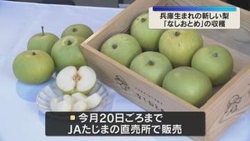 兵庫生まれの新品種「なしおとめ」収穫最盛期　酸味少なく甘みが強い希少な梨　兵庫・香美町