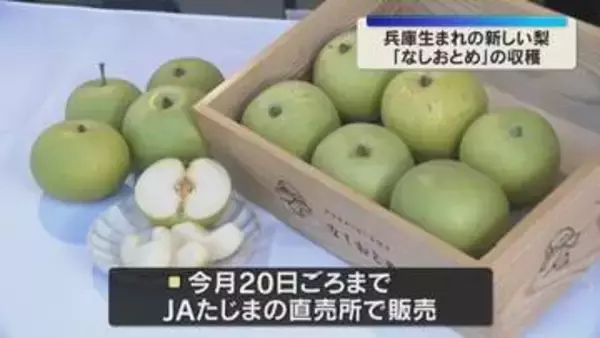 兵庫生まれの新品種「なしおとめ」収穫最盛期　酸味少なく甘みが強い希少な梨　兵庫・香美町