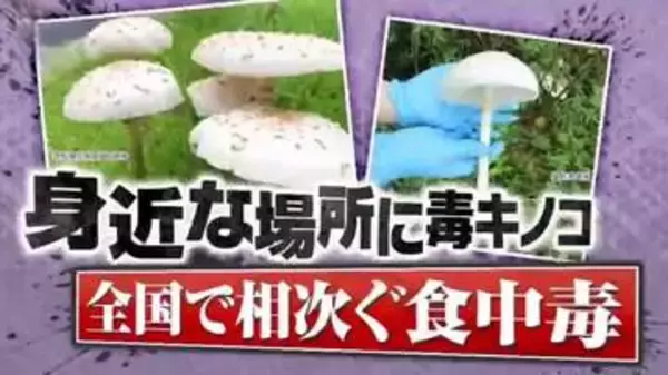 【注意】地球温暖化の影響！？各地で“毒キノコ”大量発生！全国で相次ぐ食中毒「素人が判断するのは、まず無理」