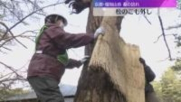 5日は『啓蟄』京都・福知山の公園で松の「こも外し」　害虫を駆除する伝統的な手法　春告げる風物詩