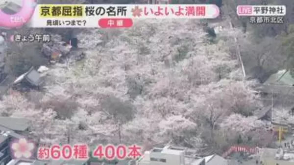 「京都屈指の桜名所「平野神社」いよいよ満開　約60種400本　有料エリアは夜にライトアップも」の画像