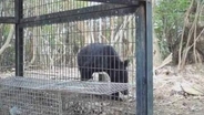 【速報】神戸市北区でクマがカメラに映る「山が近いエリアに住む人は意識を」市長が臨時会見で注意喚起　監視カメラ増設検討、捕獲檻設置を申請へ