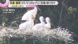 「「また旅立って帰ってきて」“コウノトリ”のヒナに足環取り付け　ことし生まれた3羽に　兵庫・豊岡市」の画像1