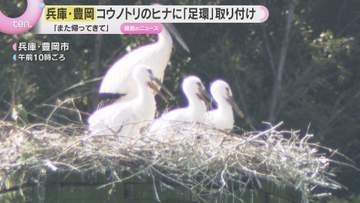 「また旅立って帰ってきて」“コウノトリ”のヒナに足環取り付け　ことし生まれた3羽に　兵庫・豊岡市