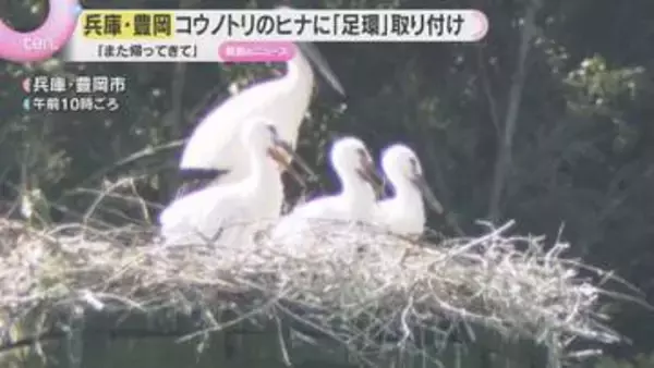 「また旅立って帰ってきて」“コウノトリ”のヒナに足環取り付け　ことし生まれた3羽に　兵庫・豊岡市