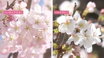【注意】桜の倒木が相次ぐ背景にソメイヨシノの“高齢化”…街中で見つけた危険な木の3つの特徴　“日本の風景”を守るには―