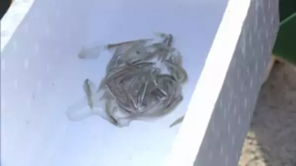 【速報】播磨灘の「春の風物詩」も…近年漁獲量“激減”のイカナゴ漁　ことしは3月17日解禁と発表