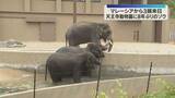 「「また来てくれてうれしい」天王寺動物園で8年ぶりにゾウの一般公開　約45億円かけ施設も整備」の画像1