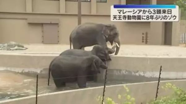 「また来てくれてうれしい」天王寺動物園で8年ぶりにゾウの一般公開　約45億円かけ施設も整備