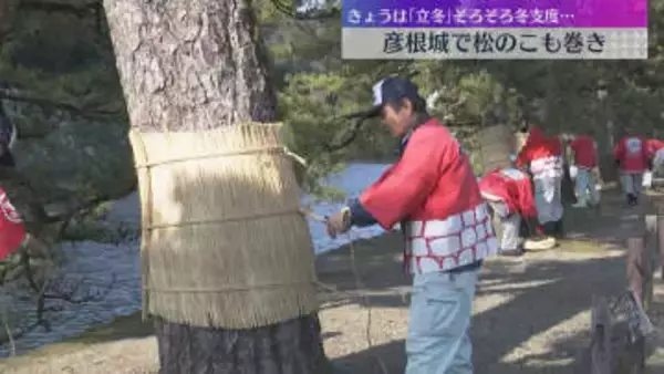 『立冬』冬支度始まる　国宝・彦根城で伝統行事『松のこも巻き』約100本の松に冬の装い