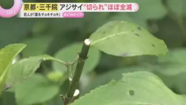 【異変】「本当にがっかり」見ごろのアジサイがほぼ全滅　茎がチョッキリ…意外な犯人は？京都・三千院