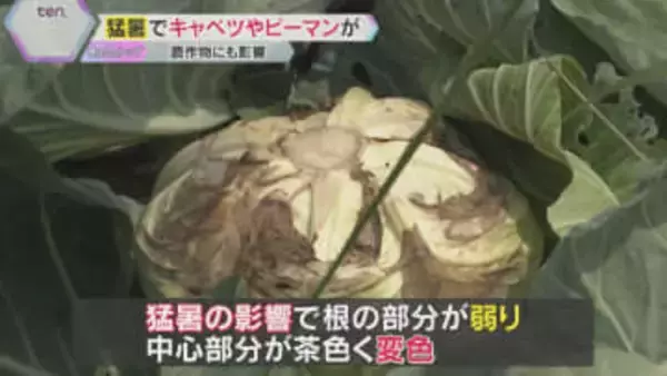猛暑で野菜に影響　キャベツの中心が茶色く変色、ミニトマトは実が付かない状態　雨不足の心配も…