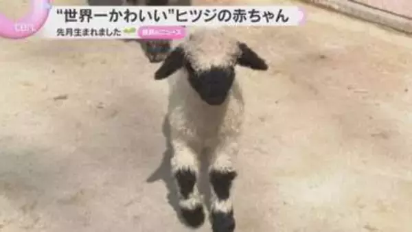 「「黒と白のコントラストがかわいい」“世界一かわいい”ヒツジ赤ちゃん誕生　スイス原産　滋賀・米原市」の画像