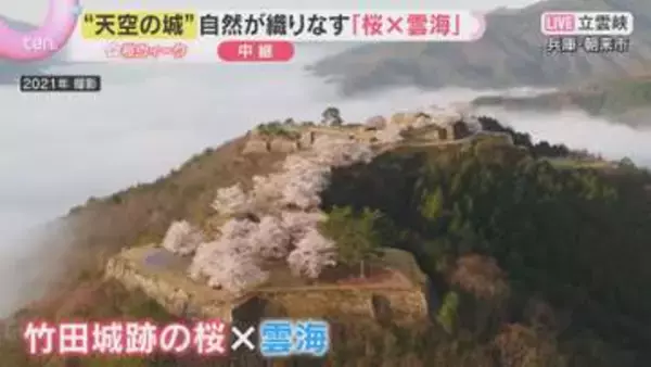 「【桜と城の共演③】天空の城を彩る桜　運がよければ幻想的な雲海や少し遅い時期に咲くヤマザクラも」の画像
