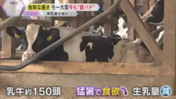 【危険な暑さ】牛も“夏バテ” 食欲不振で搾乳量が減少　田んぼはカラカラ、夏野菜のピーマンも枯れる