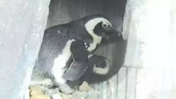 【まもなく見納め】フワフワなケープペンギンの赤ちゃん　生後２～３ヶ月限定の愛くるしい貴重な姿　京都水族館