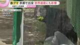 「“春グマ”被害相次ぐ　京都の観光名所付近に出没し世界遺産にも影響　ハンター育成にある“壁”とは？」の画像1