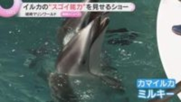 イルカの“スゴイ能力”見せるショー　2歳の子どもが大人を見て動きのマネ　兵庫・城崎マリンワールド