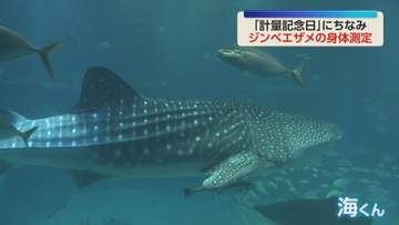 ジンベエザメ『海くん』が身体測定　1年で全長46センチ伸び5.76メートルに成長　「計量記念日」にちなみ　大阪・海遊館