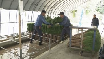 正月飾り用「若松」出荷準備進む　1年中青々と茂る若松は「不老長寿」の象徴　兵庫・丹波市