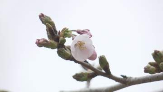 「行かないと春が始まらない」「場所取りが地獄」「桜見てない」花見に行く？行かない？街の人に調査