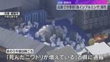 「「死んだニワトリが増えている」近畿で今季初めて鳥インフル陽性確認　24万羽を殺処分　兵庫・姫路市」の画像1