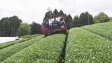 「抹茶の原料「碾茶」の生産始まる　7月いっぱいまで新茶を刈り取り約20トンを製造予定　奈良・山添村」の画像1