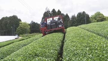抹茶の原料「碾茶」の生産始まる　7月いっぱいまで新茶を刈り取り約20トンを製造予定　奈良・山添村