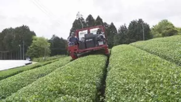 抹茶の原料「碾茶」の生産始まる　7月いっぱいまで新茶を刈り取り約20トンを製造予定　奈良・山添村