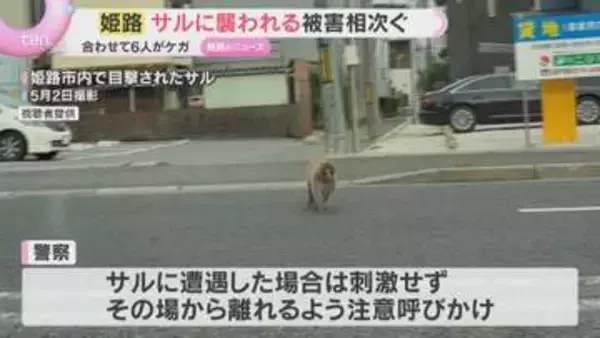 「近くに来ると怖い」サルに襲われる被害相次ぐ　住宅街で中学生がひっかかれるなどケガ　兵庫・姫路市