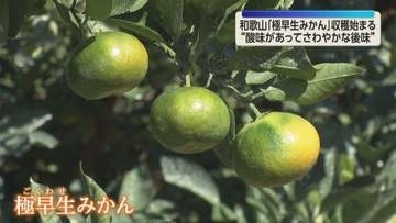 みかんの収穫量日本一　和歌山で極早生の「温州みかん」収穫始まる　今年は「糖度が高く、さわやかな後味」
