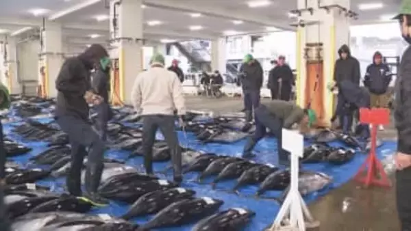 新春恒例初セリ　生マグロ水揚げ日本一の和歌山・勝浦漁港「例年より少なめも、鮮度の良い魚全国に」