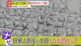 「【被害】田植え直後の水田がカラカラに！干上がった理由はまさかの“金属窃盗” 「なぜこの時期に…」コメ農家が怒り心頭」の画像1