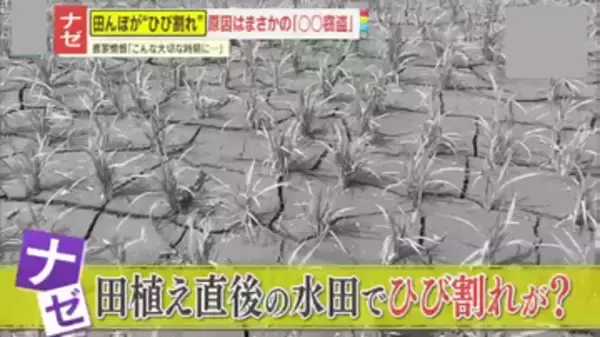 【被害】田植え直後の水田がカラカラに！干上がった理由はまさかの“金属窃盗” 「なぜこの時期に…」コメ農家が怒り心頭