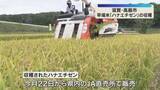 「黄金色の稲を次々と…早場米「ハナエチゼン」稲刈り始まる　今月22日から販売　滋賀・高島市」の画像1