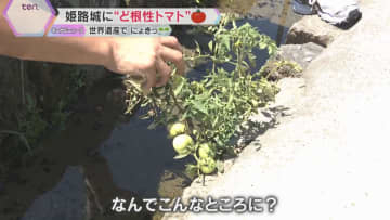 「ここまで大きくなるとは」石の隙間から“ど根性トマト”　猛暑に負けず立派に育つ　世界遺産・姫路城