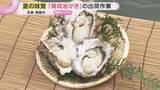 「大ぶりな身と濃厚な味わいが特徴　夏の味覚「育成岩がき」の出荷作業、今年は上々の出来　京都・舞鶴市」の画像1