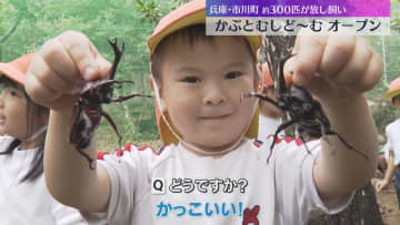 カブトムシ約300匹を放し飼い　山の中で触れ合える関西最大級の施設で開園式　来月17日まで営業