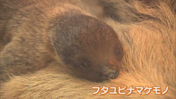 「貴重な親子の姿を温かく見守ってほしい」　ナマケモノの赤ちゃんが一般公開　兵庫・神戸どうぶつ王国