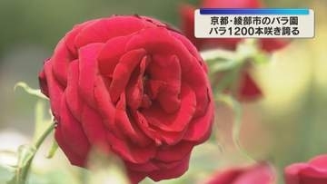 「アンネのバラ」も…美しき姿と香りを楽しむ　約1200本のバラが見頃　京都・綾部市