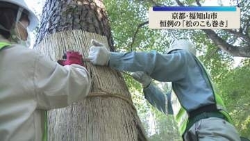 「こも」の中に害虫を誘い松の木を守る　恒例の「松のこも巻き」　京都・福知山市