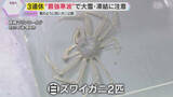 「さむ～い日に食べたいズワイガニ 「食べるのもったいない」珍しい白い個体を公開　城崎マリンワールド」の画像1