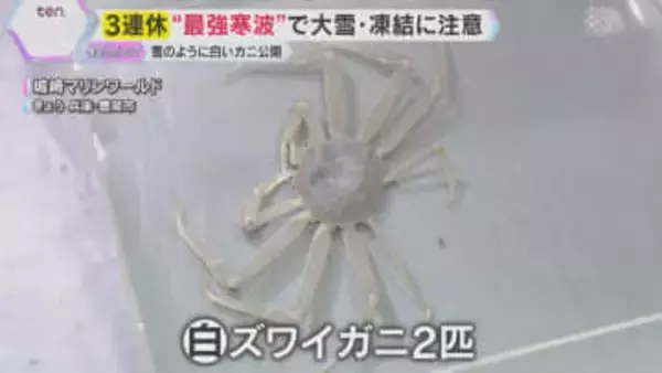 さむ～い日に食べたいズワイガニ 「食べるのもったいない」珍しい白い個体を公開　城崎マリンワールド