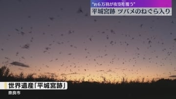 6万羽が夜空を覆いつくす　日本最大級の「ツバメのねぐら入り」奈良・平城宮跡の夏の風物詩