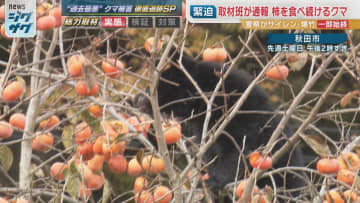 取材班がクマに遭遇…緊迫の1時間「窓を閉めて」人を恐れず柿を食べ続けるクマの実態