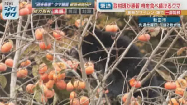 取材班がクマに遭遇…緊迫の1時間「窓を閉めて」人を恐れず柿を食べ続けるクマの実態