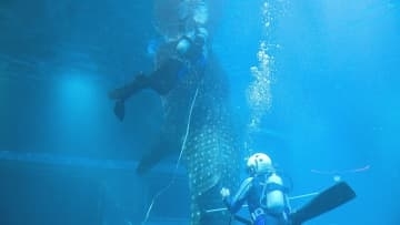 【大阪・海遊館】ジンベエザメ「海くん」の身体測定　5メートル30センチ、体重は1100キログラム