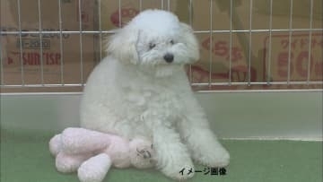 トイプードルなど3頭を“無許可”で販売　神戸市垂水区の女を逮捕　1頭あたり5万円　兵庫県警